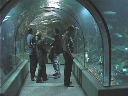 Glastunnel durch das Meeresaquarium