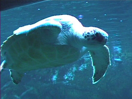 Seeschildkröte