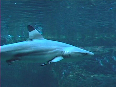 Haifisch im Meeresaquarium