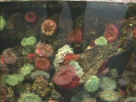 Farbenvielfalt im Aquarium